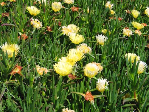 yellow beach flowers