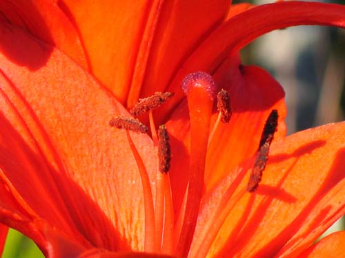 Lily. Macro shot