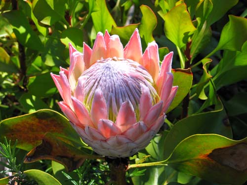Protea