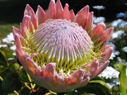 Protea