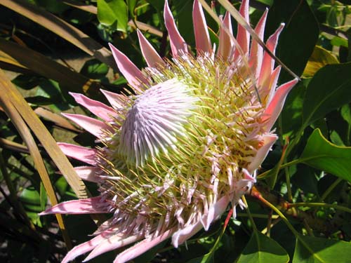 Protea