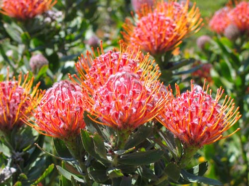 Protea