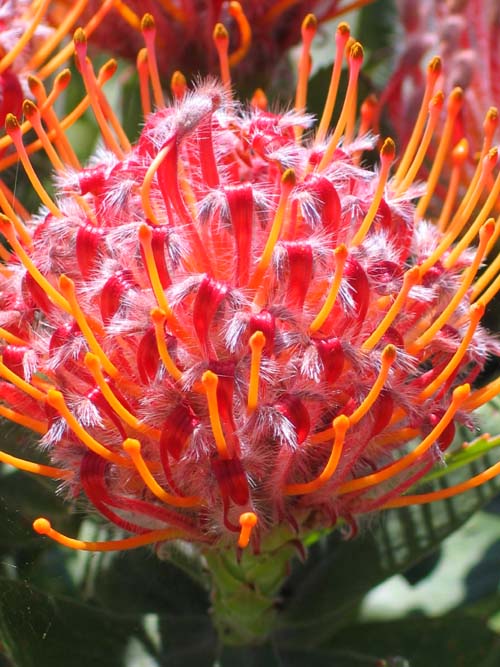 Protea