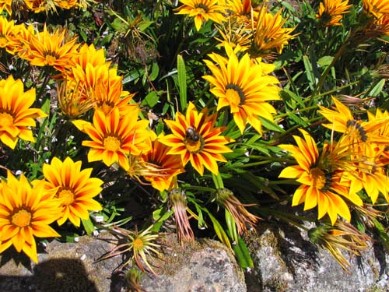 Gazanias