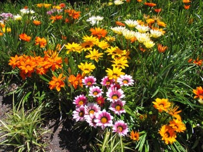 Gazanias