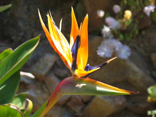 Bird of Paradise...Strelitzia