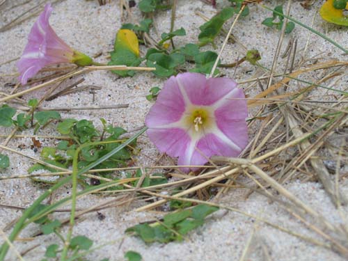 beach flower