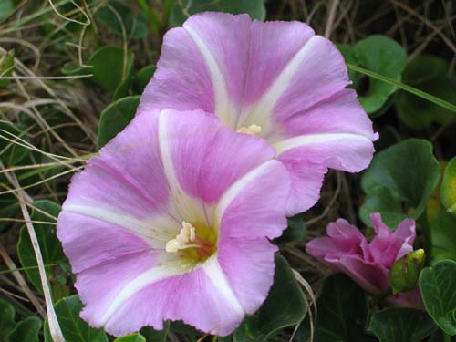 beach flower... like periwinkle