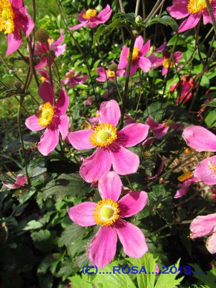 Anemones