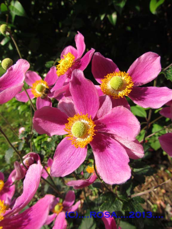 Anemones