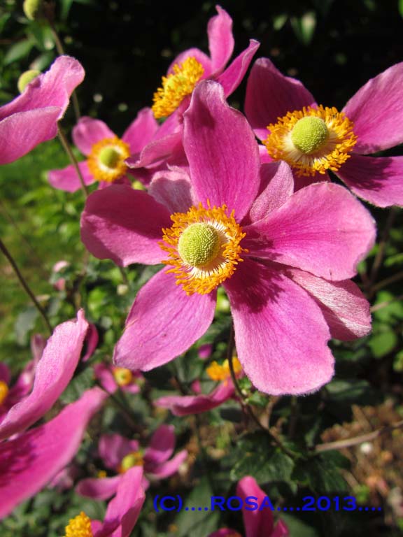 Anemones