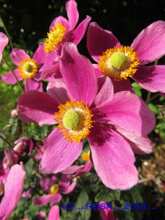 Anemones