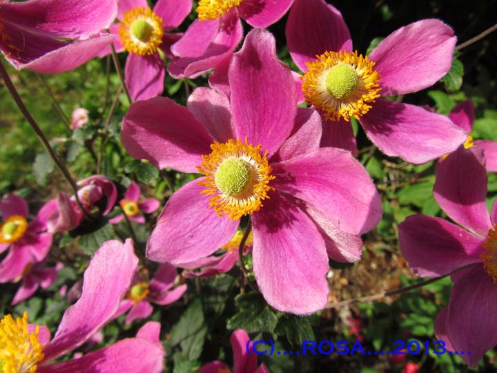 Anemones
