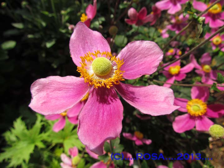 Anemones