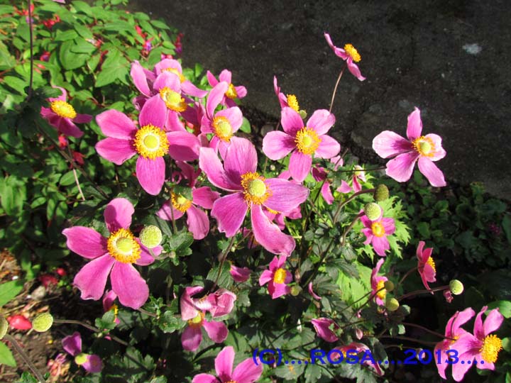 Anemones