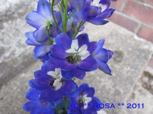 Blue Delphinium