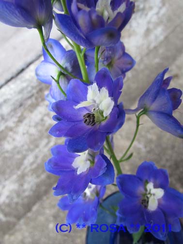 Blue Delphinium