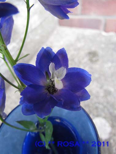 Blue Delphinium