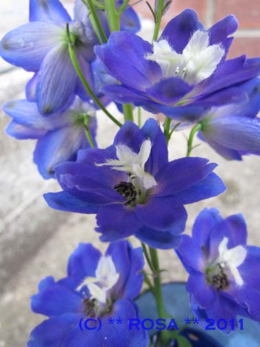 Blue Delphinium