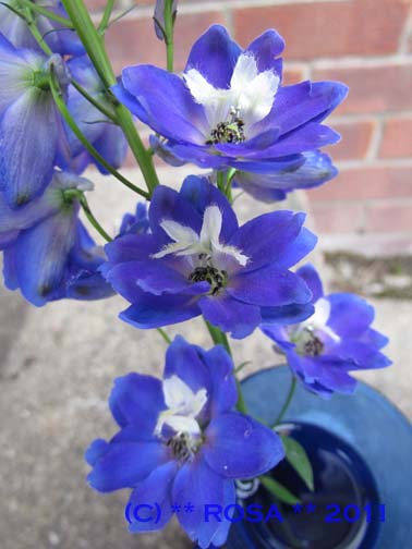 Blue Delphinium