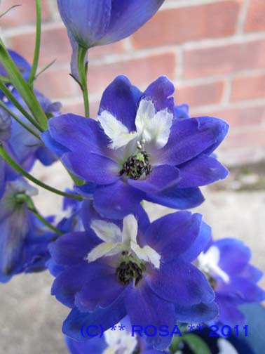 Blue Delphinium