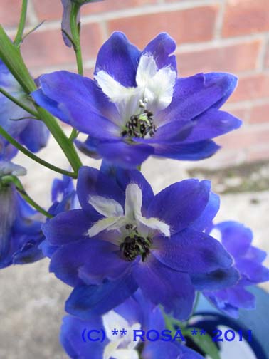 Blue Delphinium