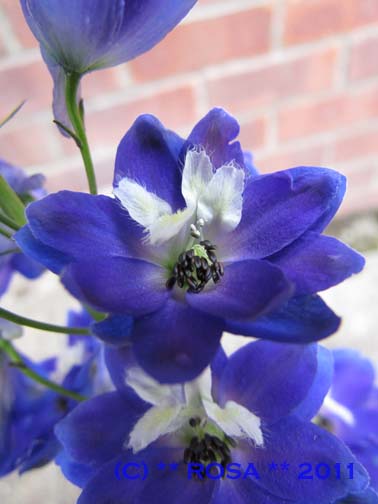 Blue Delphinium
