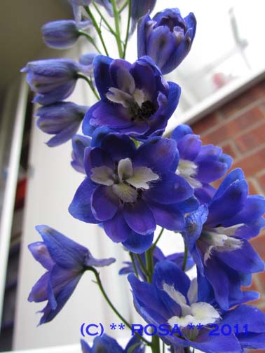 Blue Delphinium