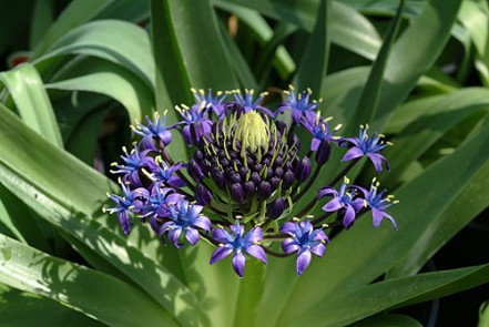Agapanthus