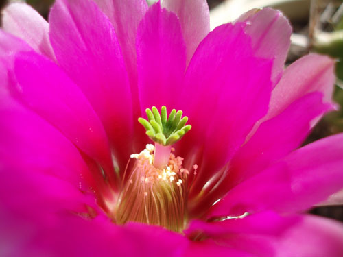 Cactus flower