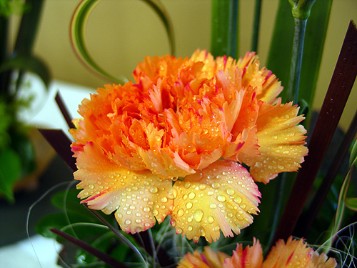 Carnation