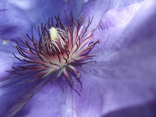 Blue Clematis
