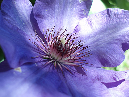 Blue Clematis
