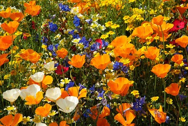 Colourful collection