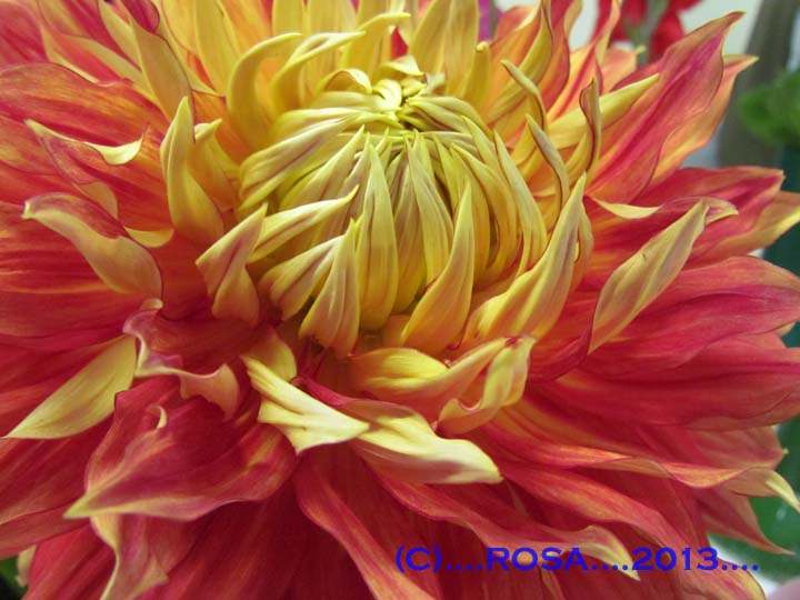 Dahlia  Macro shot