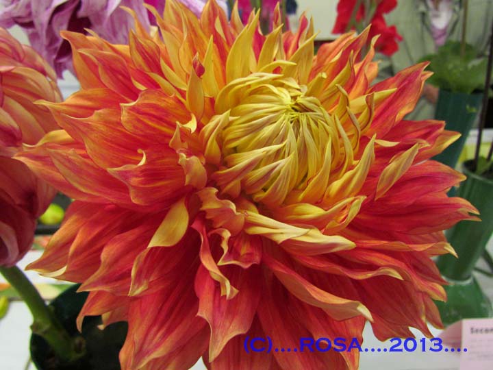 Dahlia