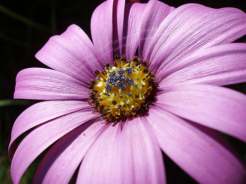 Purple Daisy