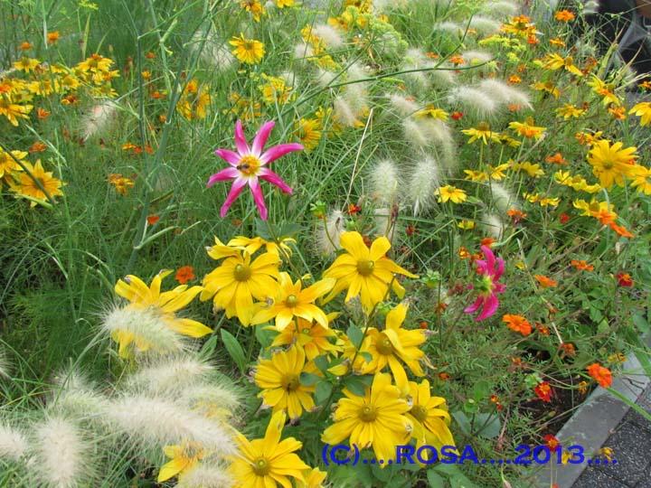Floriande flowers. Holland 2012
