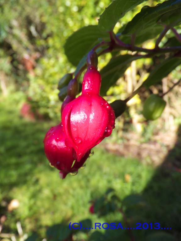 Fuschia