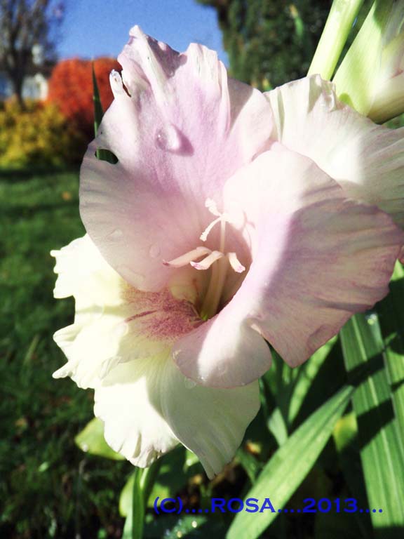 Gladioli