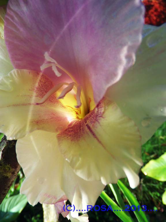 Gladioli  Macro shot