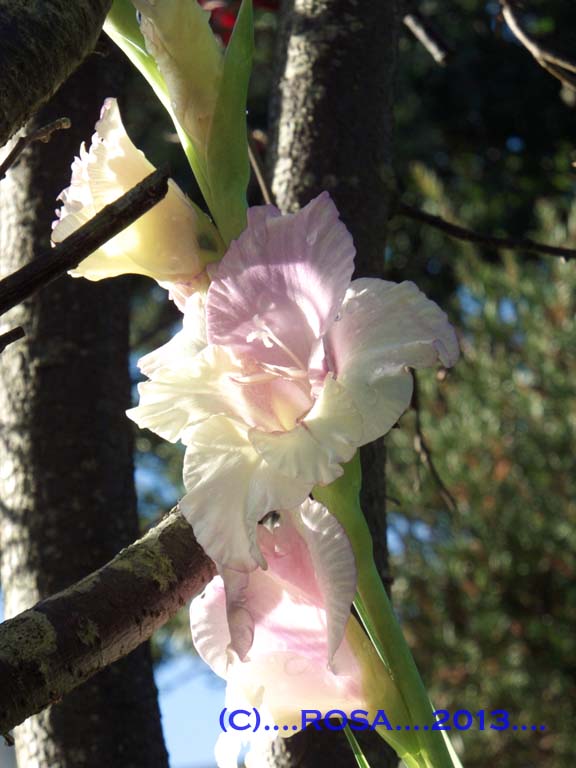 Gladioli