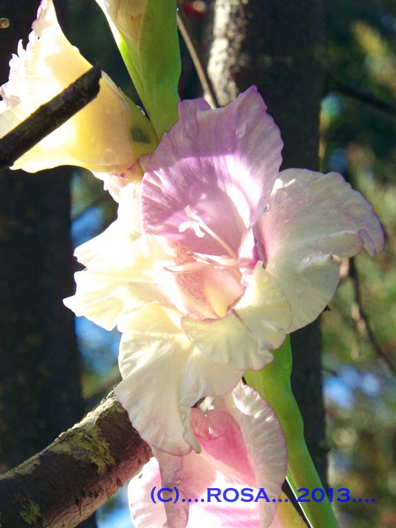 Gladioli