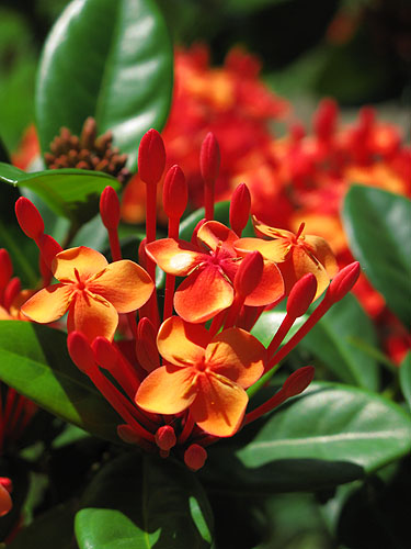 Jamaican flower