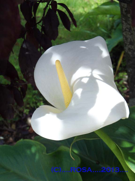 Lily