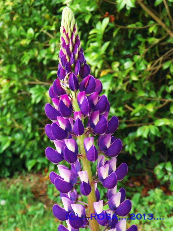 Lupin
