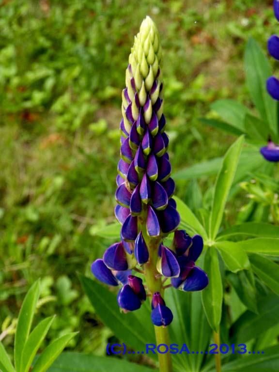 Lupin