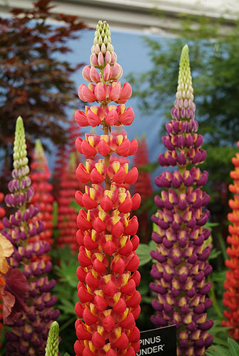 Lupins
