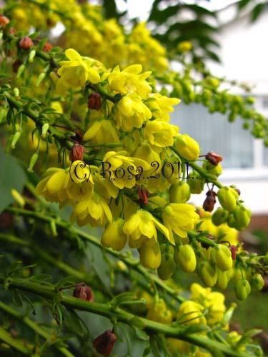 Yellow Mahonia flowers 5201