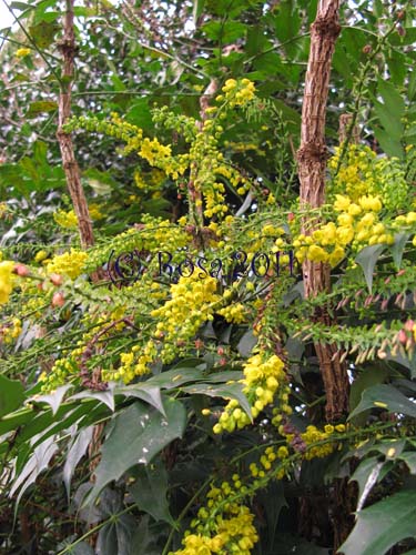 Yellow Mahonia flowers 5209